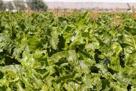 "Climate Smart Agriculture" isn’t. Agroecology is.