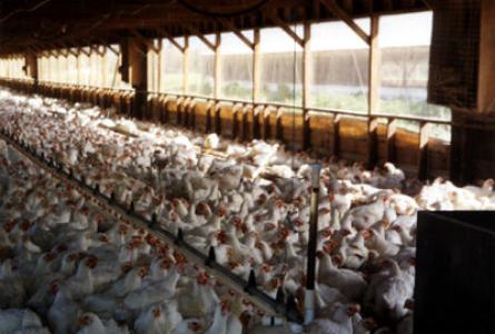 TTIP and Animal Welfare