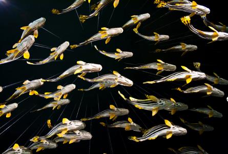 Four Fish: The Future of the Last Wild Food