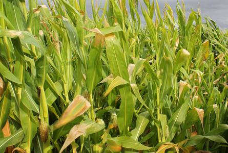 Why $3 corn won’t spark a prairie fire