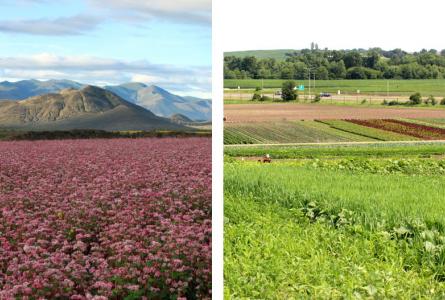 Food Systems in China and the U.S.: What Can We Learn From Each Other?