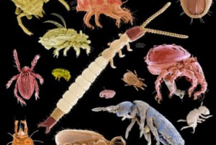 Webinar: Agricultural nanotechnology and the future of food