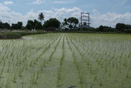 Lessons from Asia on agroecology