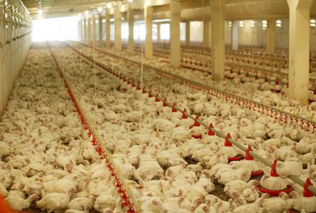 The U and the Flu: The bad science behind industrial poultry