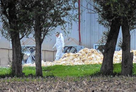 Millions of dead birds: Industrial poultry in crisis
