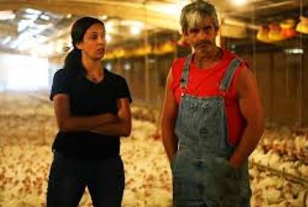 Contracted Lives: The Experience of Farmers in the Meat Chain in Brazil, India and the U.S. 