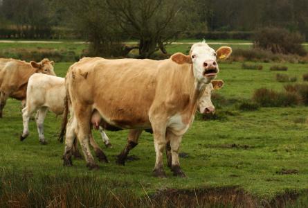 Farmers, Ranchers and Consumers Lose on WTO COOL Ruling