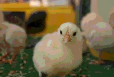New strain of avian flu strikes in Indiana