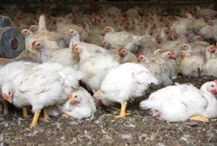 Behind closed doors–the vulnerability of big meat production