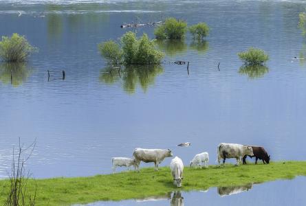 Climate, Livestock, Carbon & the Lobby #LivestockDebate