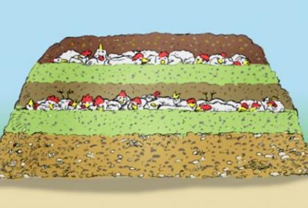 Where have all the dead chickens gone?
