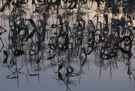 Climate insurance, not just crop insurance