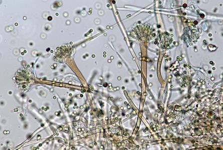 Agricultural Fungicides and Public Health