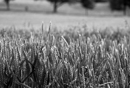 A Farm Bill idea that helps farmers and consumers