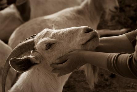 FARM: Food, Art, Revolution, Media