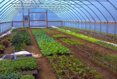 High tunnels can bring benefits to farmers and schools