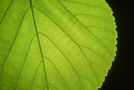 Teaching Green Chemistry in the Classroom and in the Lab