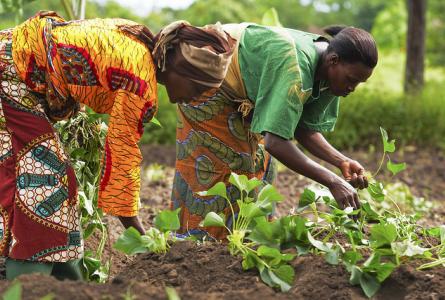 Elusive Promises of the Kenya Agricultural Carbon Project