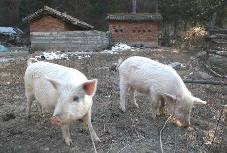 China, Smithfield and the Global Meat Industry