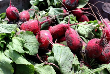 Building Farm to Institution Markets