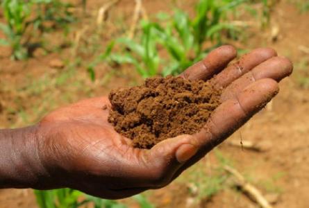 Soil Carbon Sequestration for Carbon Markets: The Wrong Approach to Agriculture