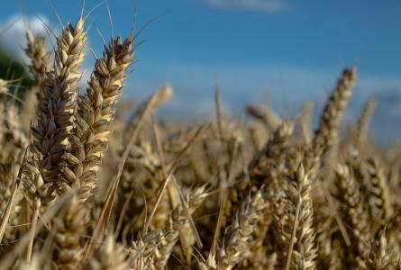 Principles of a new U.S. trade policy for North American agriculture